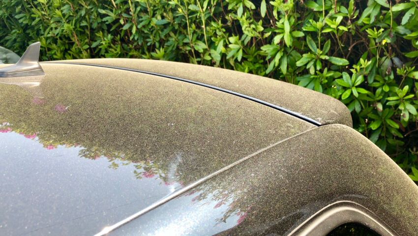 Wednesday rant: Why I hate pollen                                                                                                                                                                                                                         